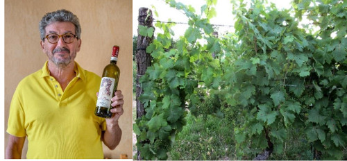 photo of Marco Crivelli and his Ruché vines
