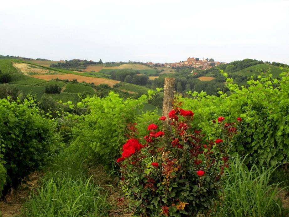 Image of green rolling hills with a rose bush in the foreground.