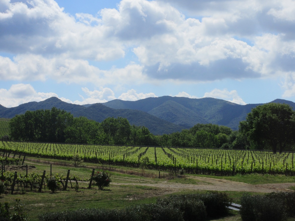 Image of grape fields near Tuscany, Itally